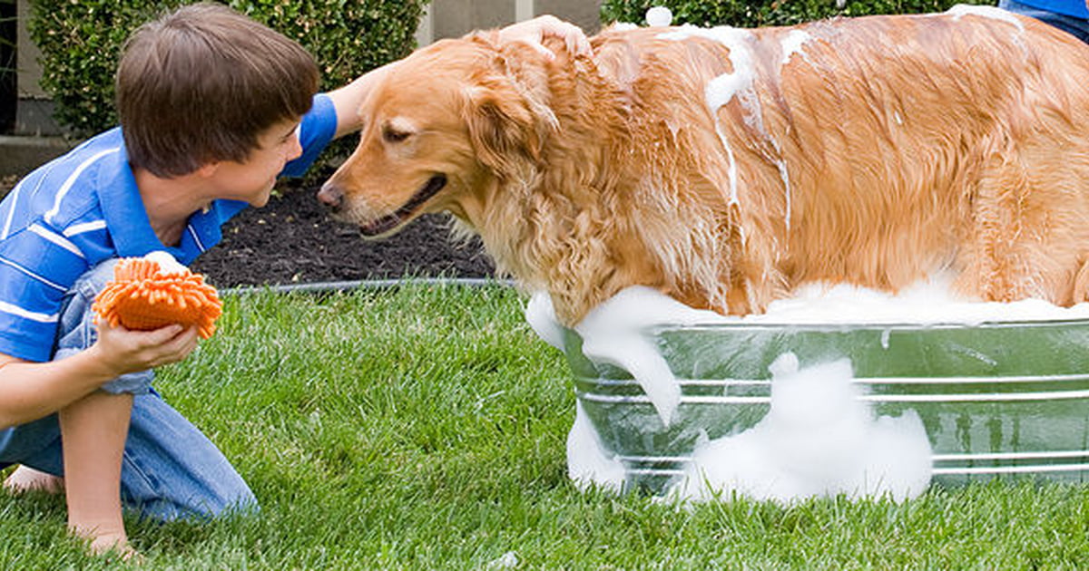 Look after your pet. Мытье собаки. Собака моется. Мытьё питомцев. Собаку моют.